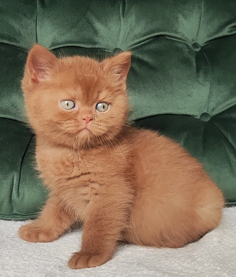 Uliy British Shorthair male cinnamon - live animals