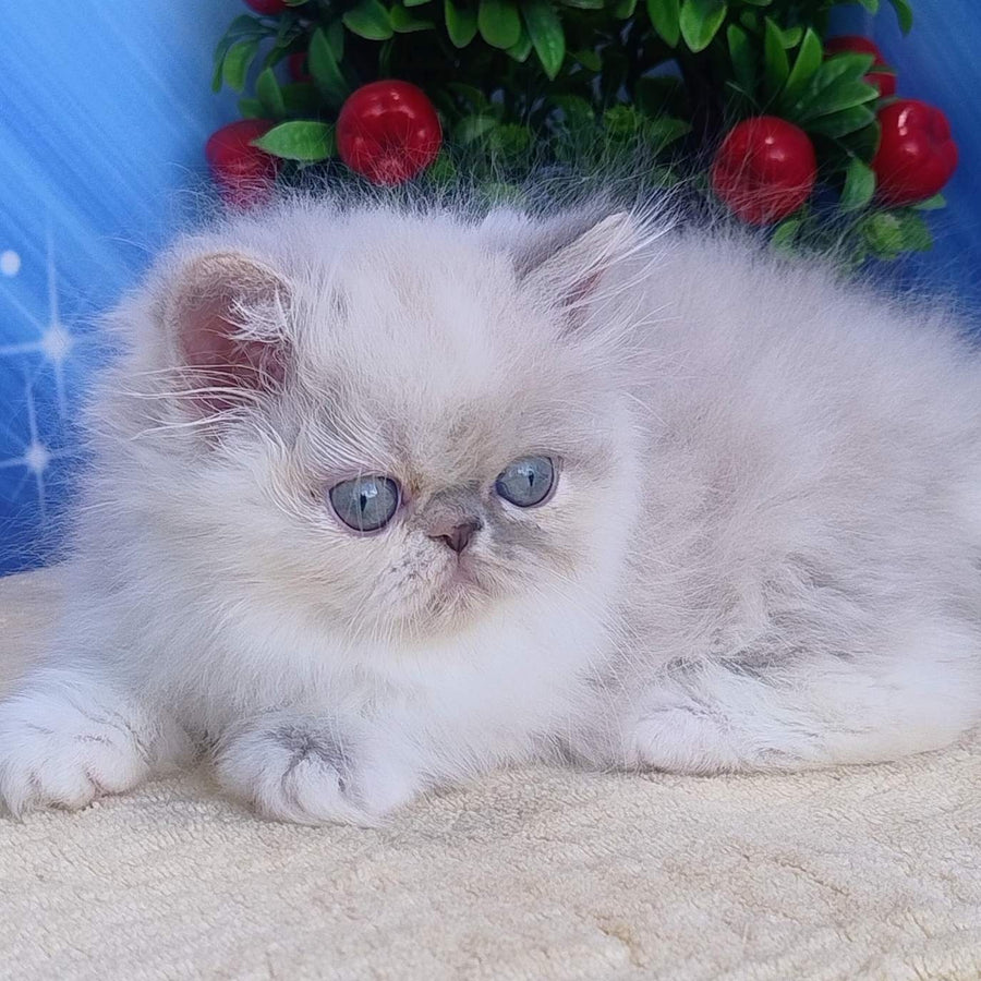 Sesil Persian female, black tabby pointed bicolour