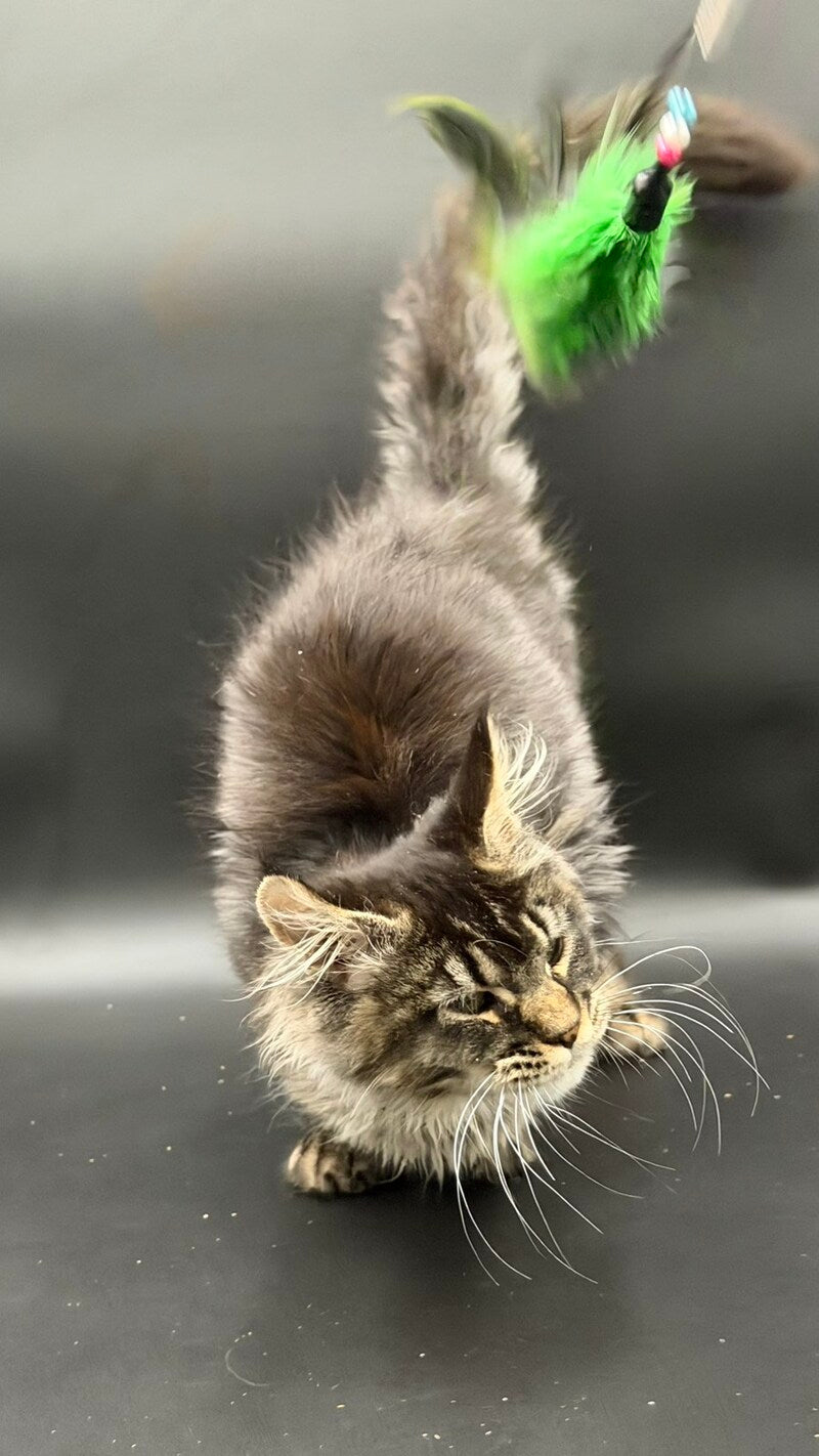 Wella Maine Coon female, black ticked tabby
