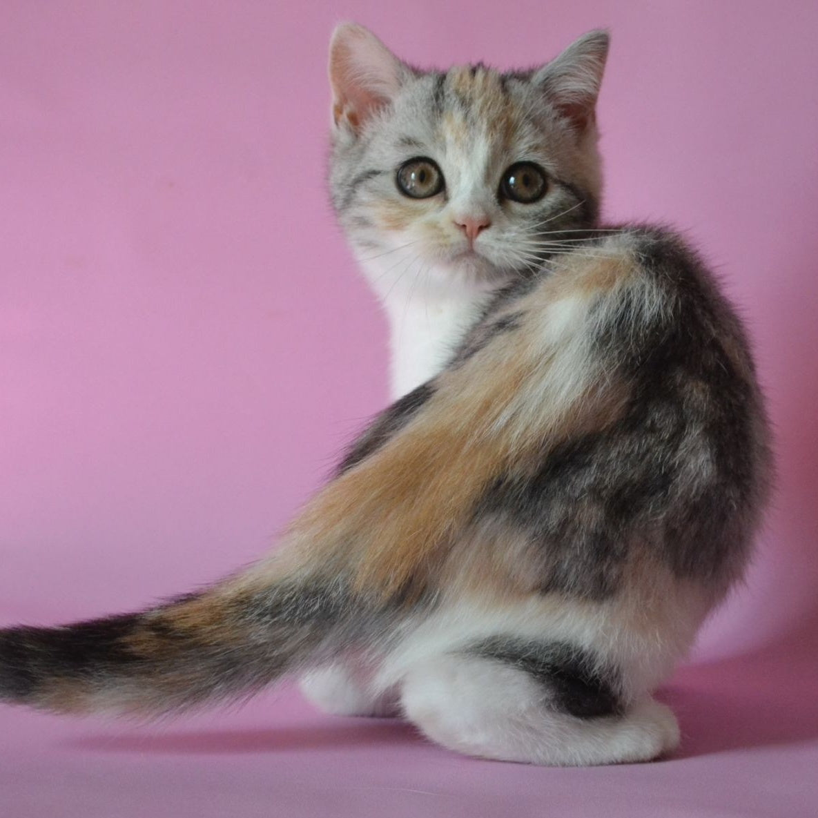 Samanta Scottish Straight female, black tortie silver tabby bicolour