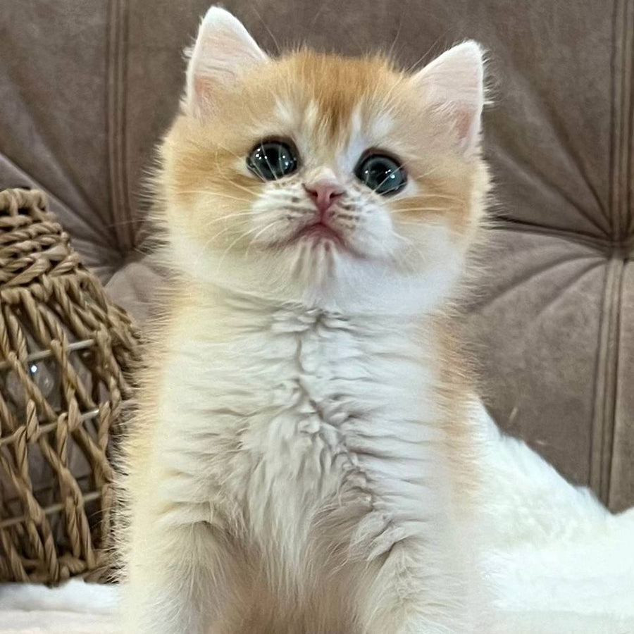 Zhorik British Shorthair male, black golden chinchilla