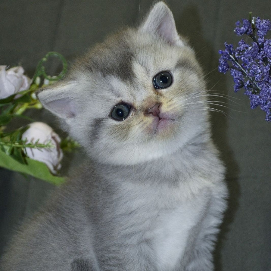 Alina Scottish Straight female, blue silver shaded