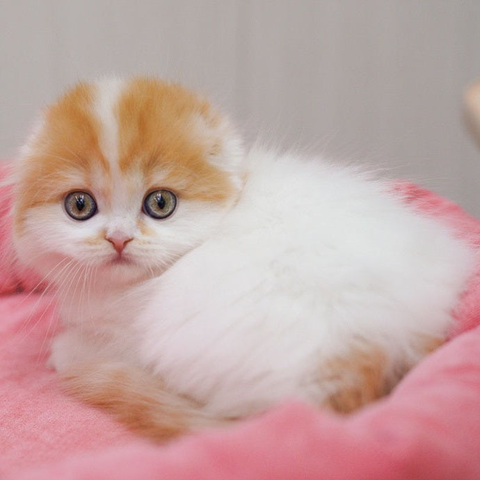 Vivienne Scottish Fold female, red tabby van