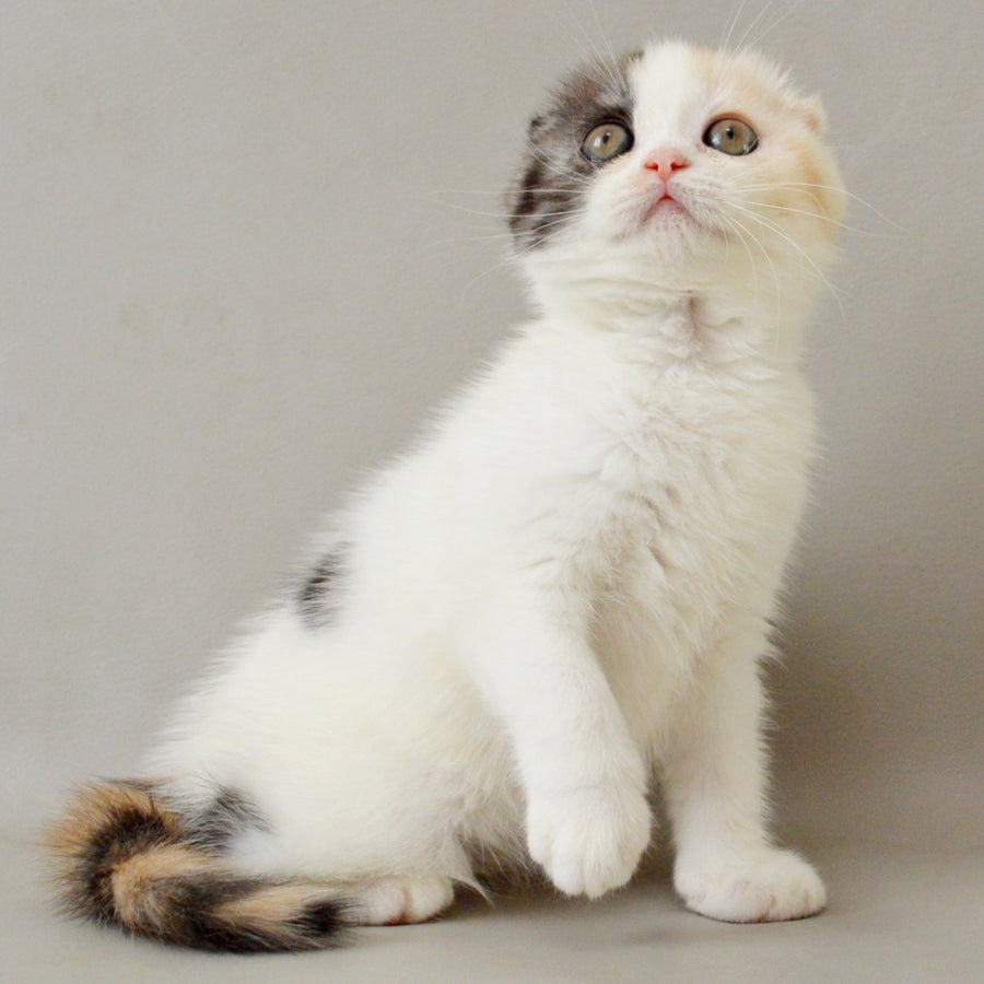 Wyomy Scottish Fold female, black tortie silver tabby van