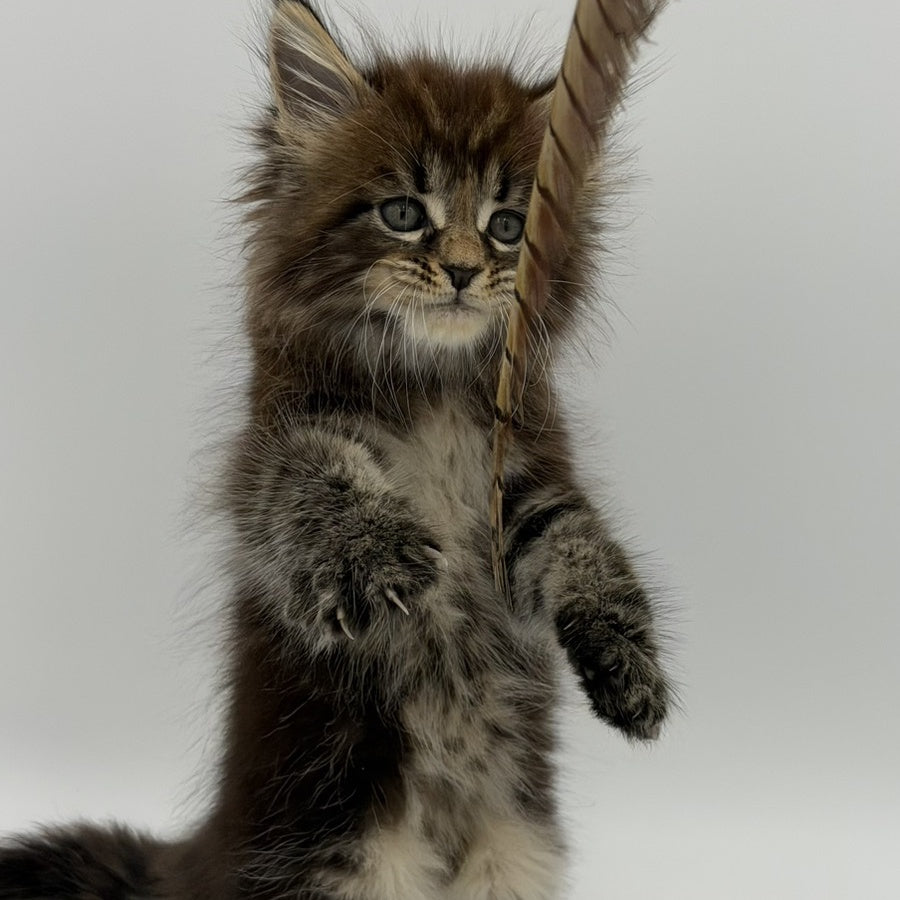 Zeus Maine Coon male, black tabby