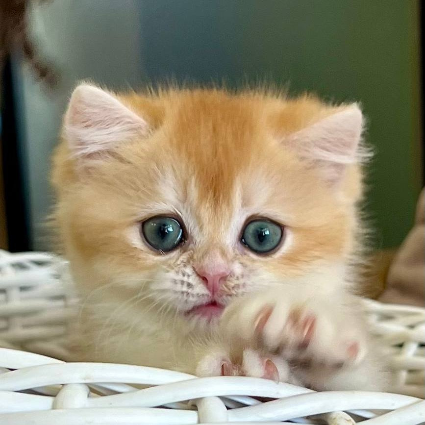 Zhorik British Shorthair male, black golden chinchilla