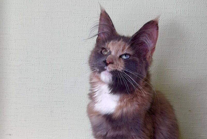 Mira Maine Coon female, blue tortie silver bicolour