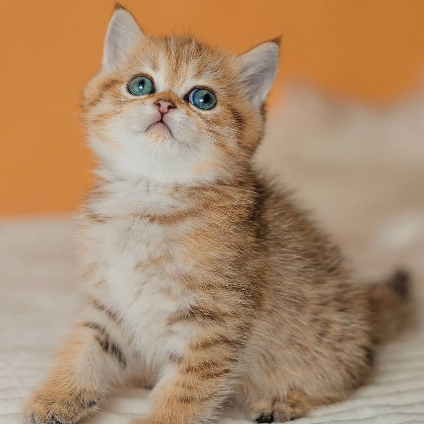 Glroia Scottish Straight female, black golden spotted tabby