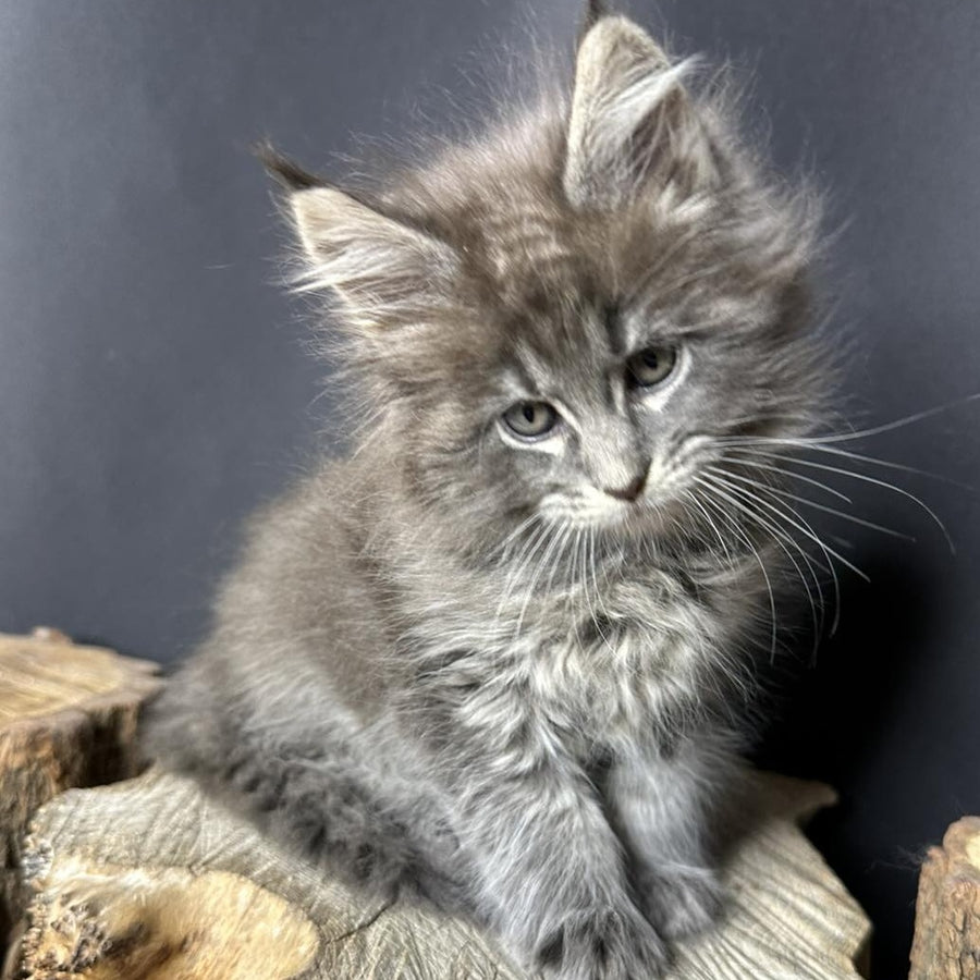 Sony Maine Coon female, blue silver ticked tabby