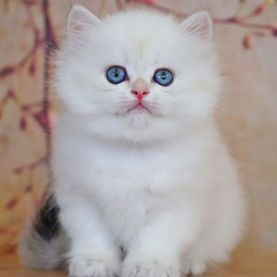 Yara British Longhair female, black golden shaded pointed