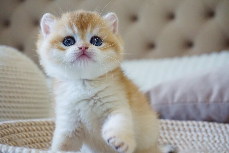 Deni British Shorthair male, black golden chinchilla