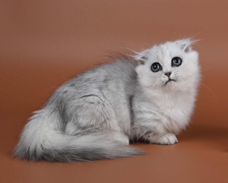 Xena Munchkin female, black silver shaded