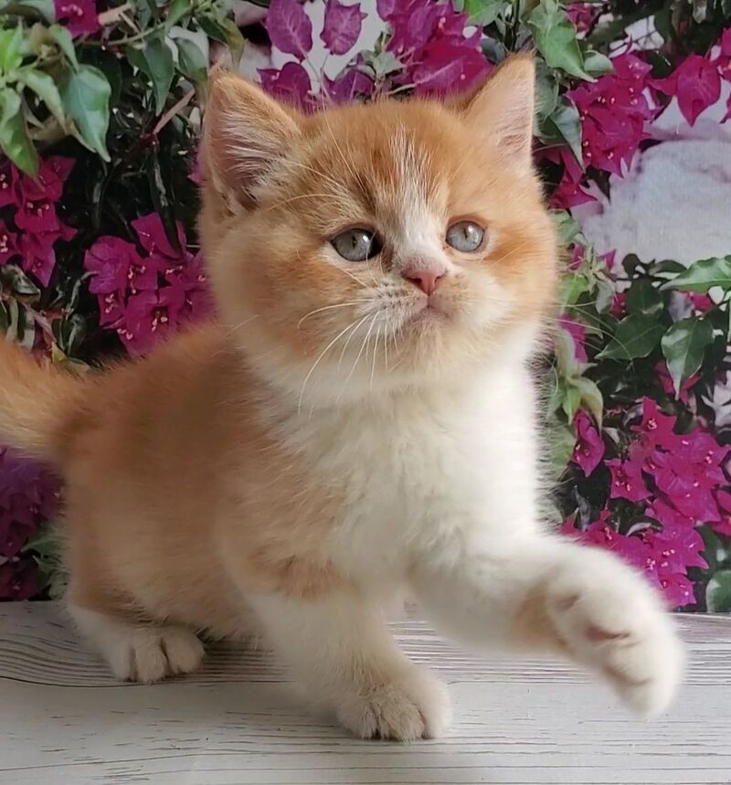 Unique British Shorthair male red bicolour - live animals