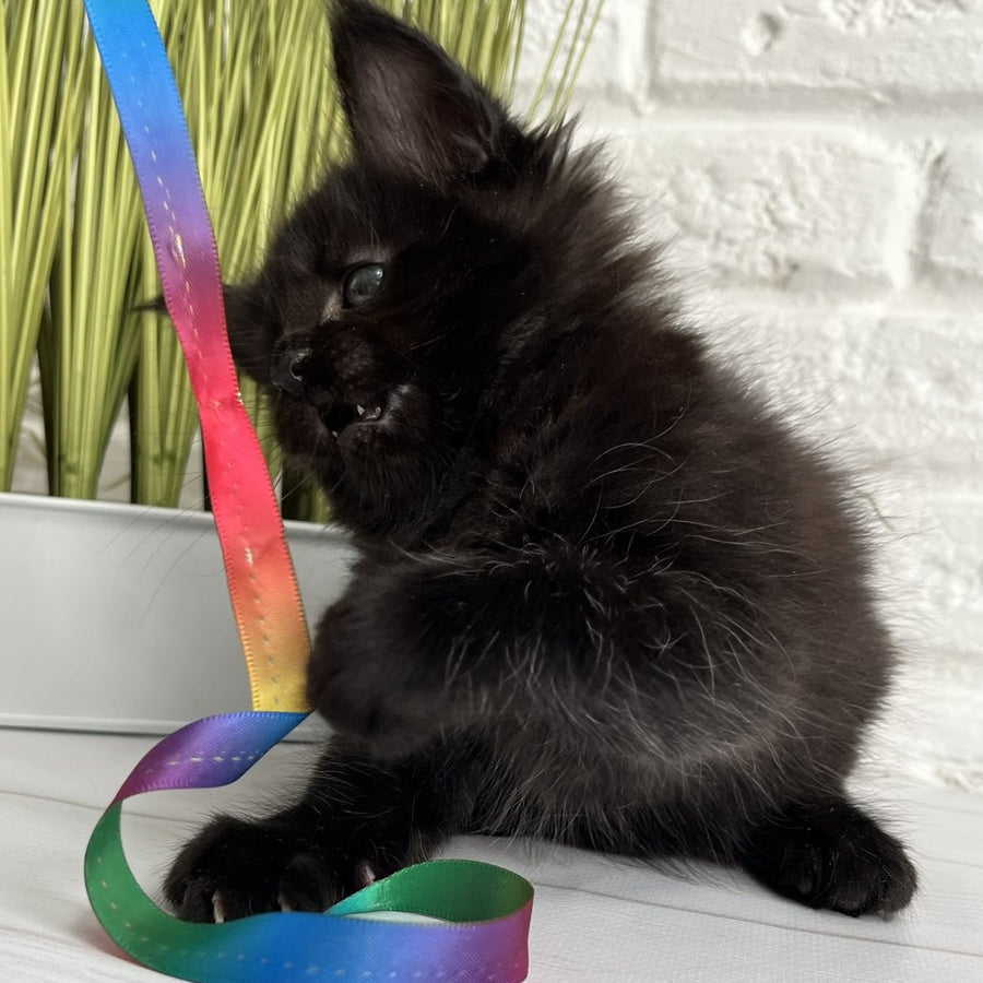 Julie Maine Coon female, black