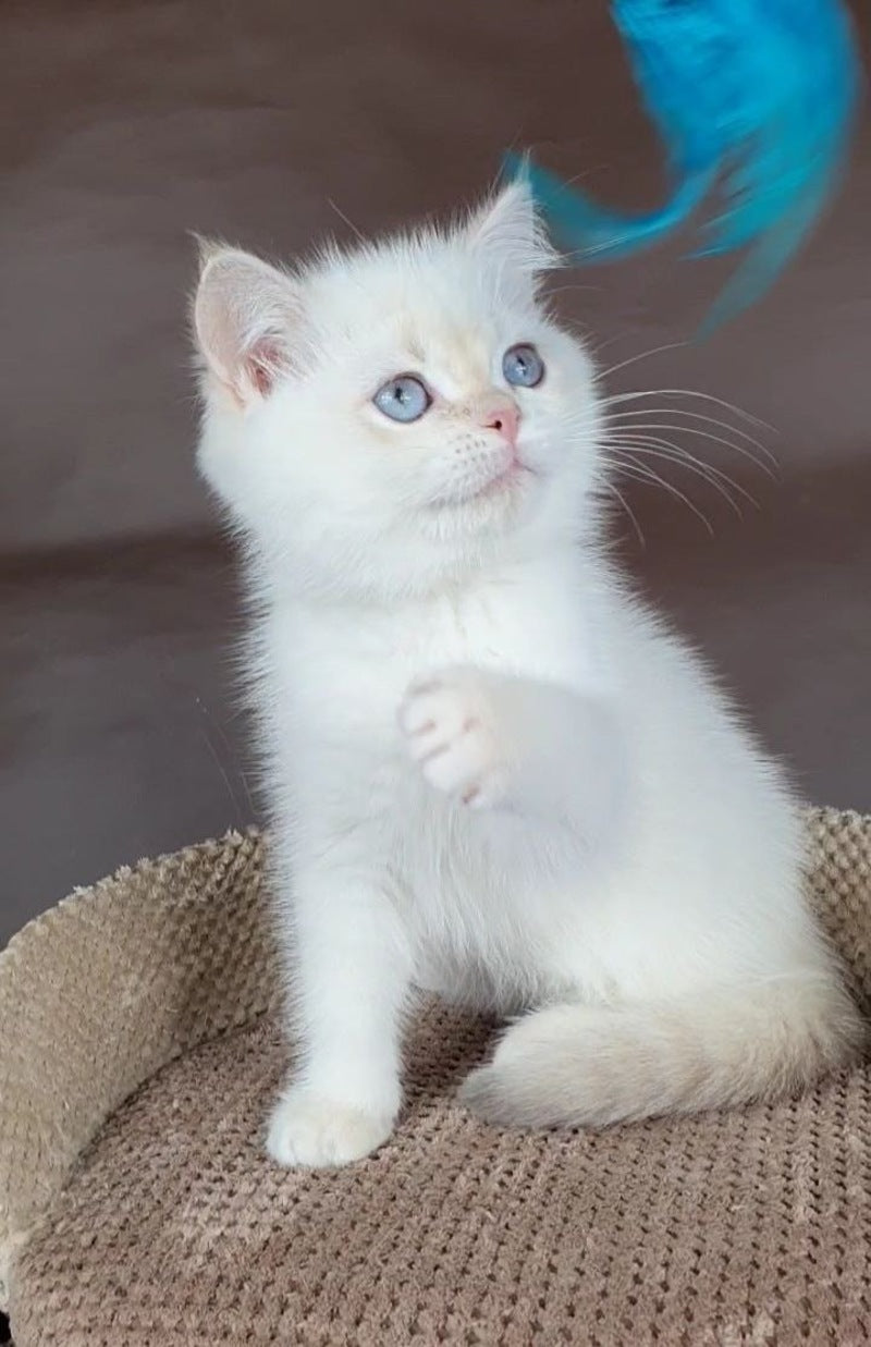 Xander British Shorthair male lilac golden chinchilla pointed - live animals