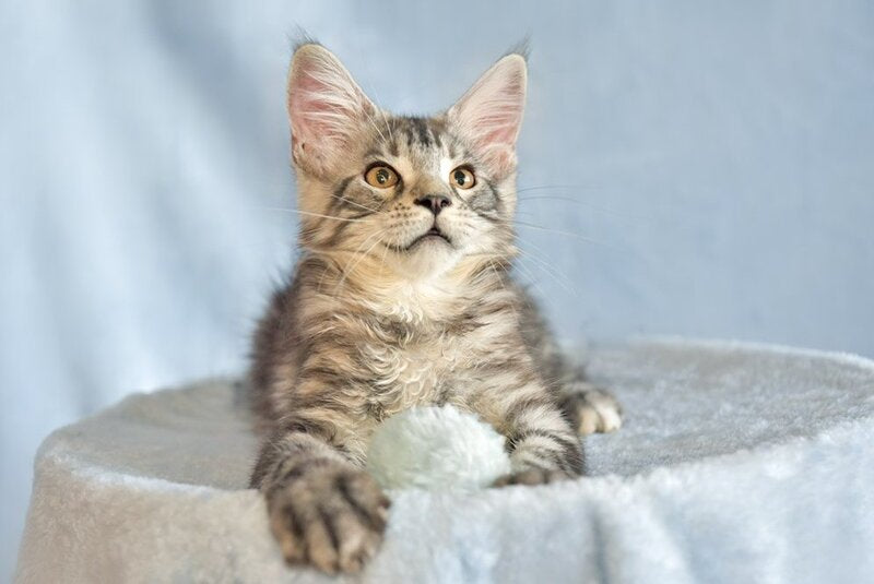 Uilliam Maine Coon male, black silver tabby