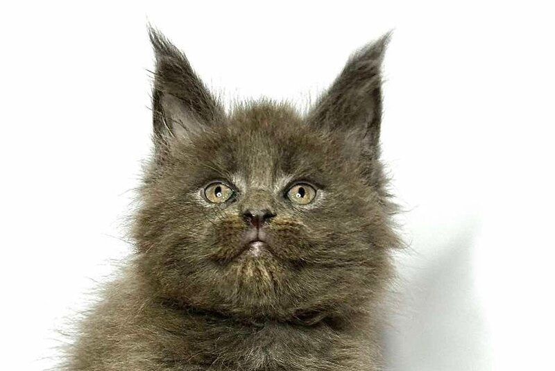 Joker Maine Coon male blue - live animals