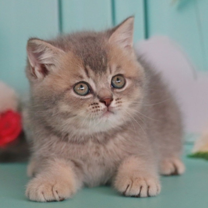 Xavian British Shorthair male, blue golden ticked tabby