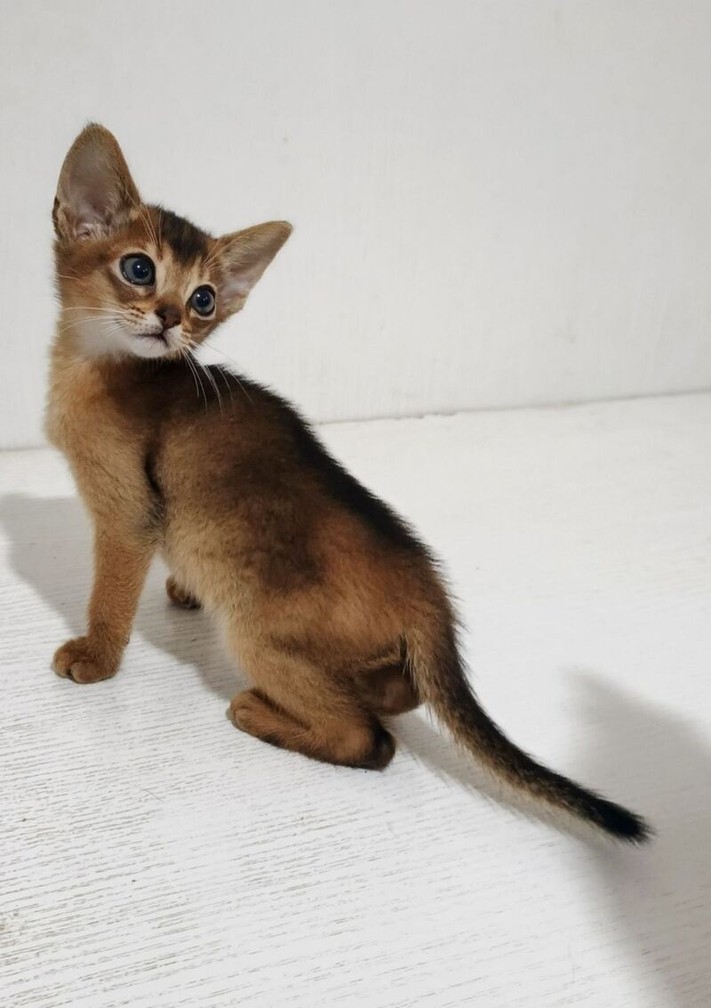 Franklin Abyssinian male, ruddy