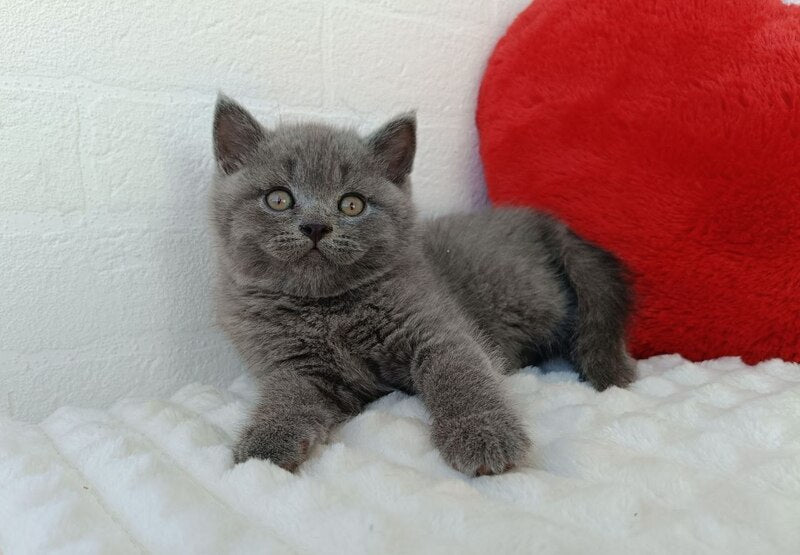 William Scottish Straight male blue - live animals