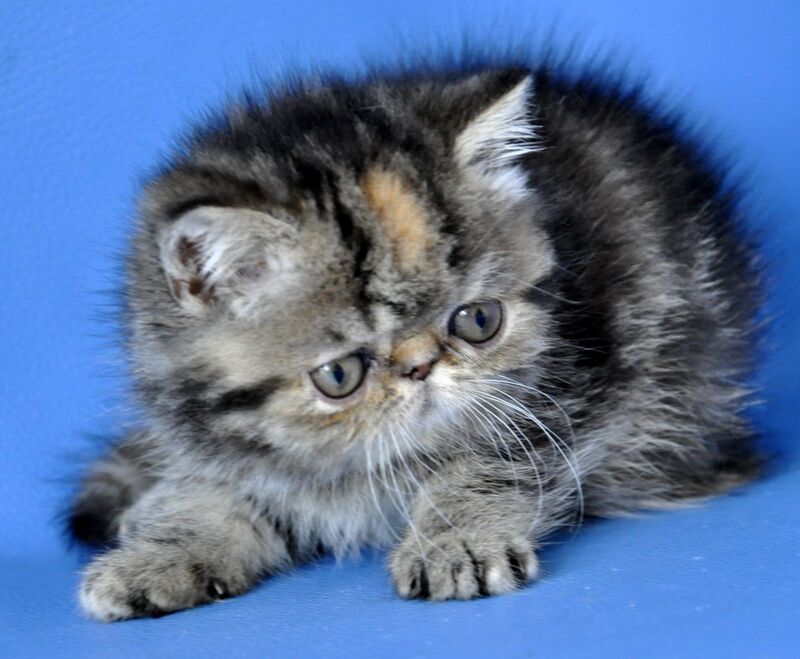 Ursula Exotic female black tortie tabby - live animals
