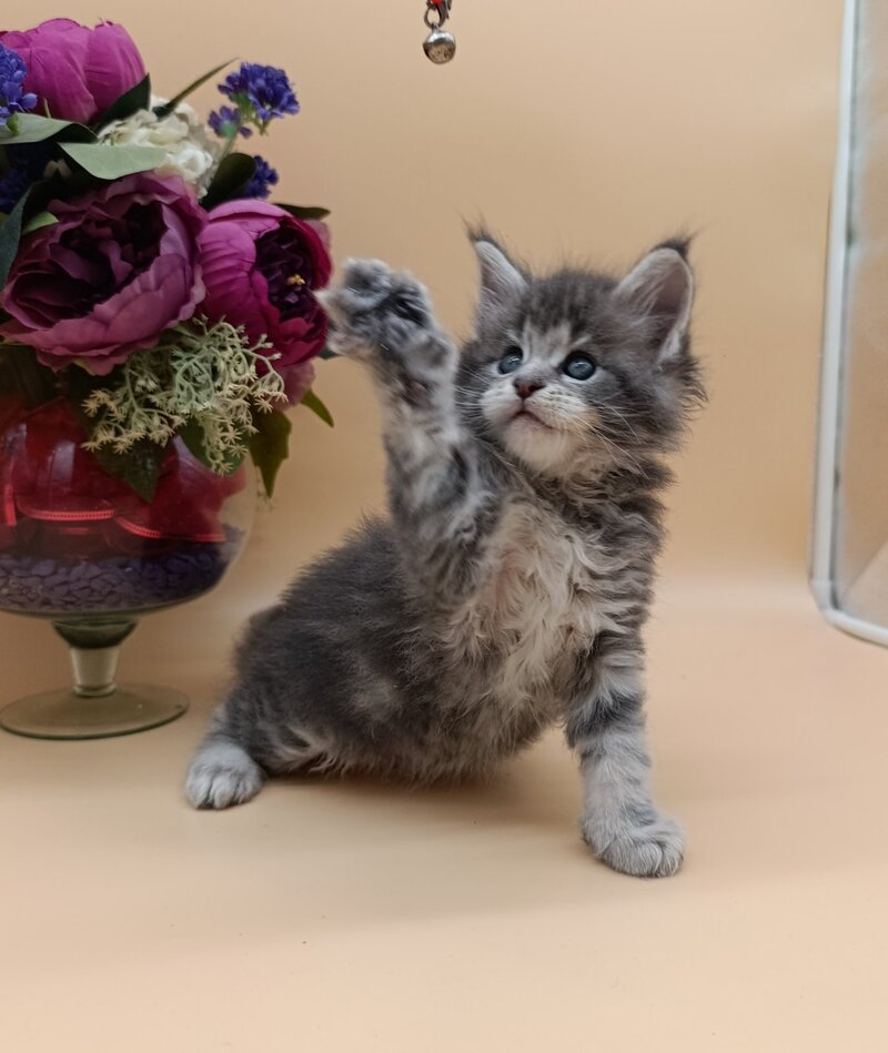 Damond Maine Coon male, blue silver tabby
