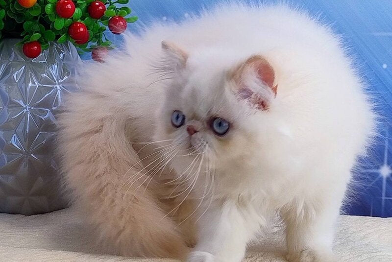 Neo Persian male, cream pointed