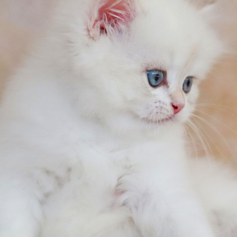 Yara British Longhair female, black golden shaded pointed