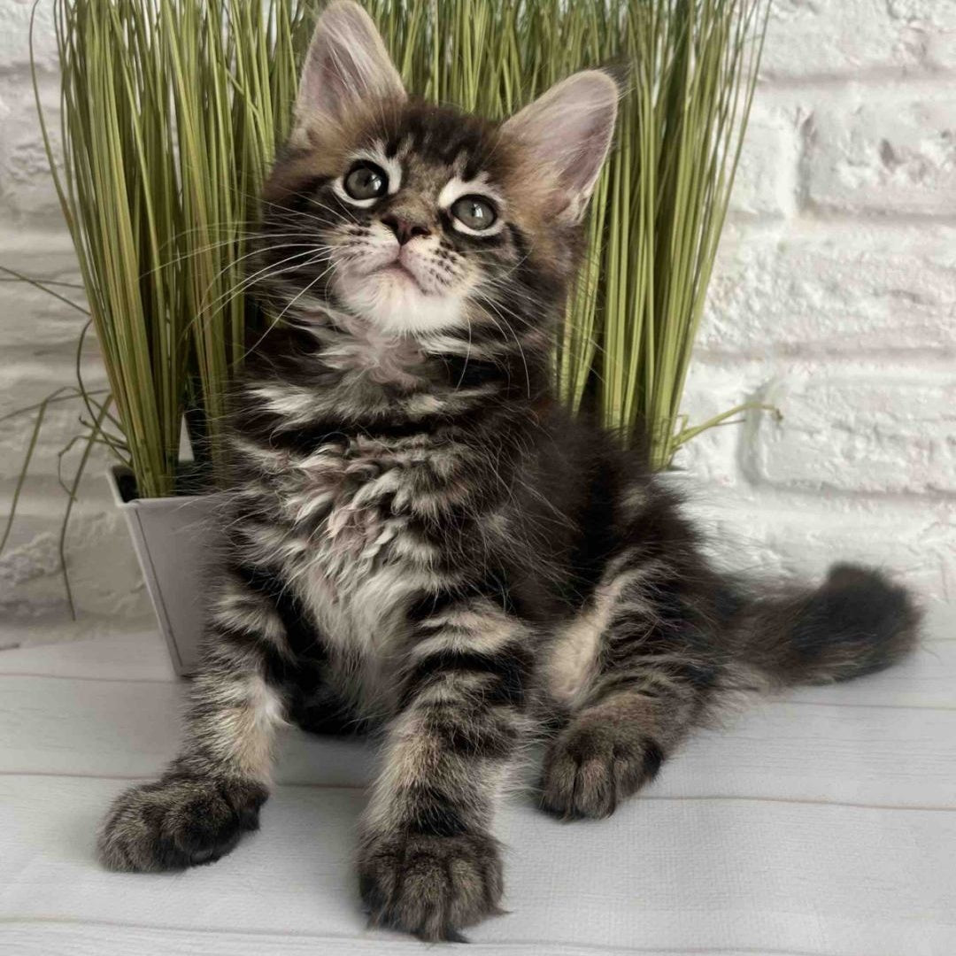 Jade Maine Coon female, black tabby