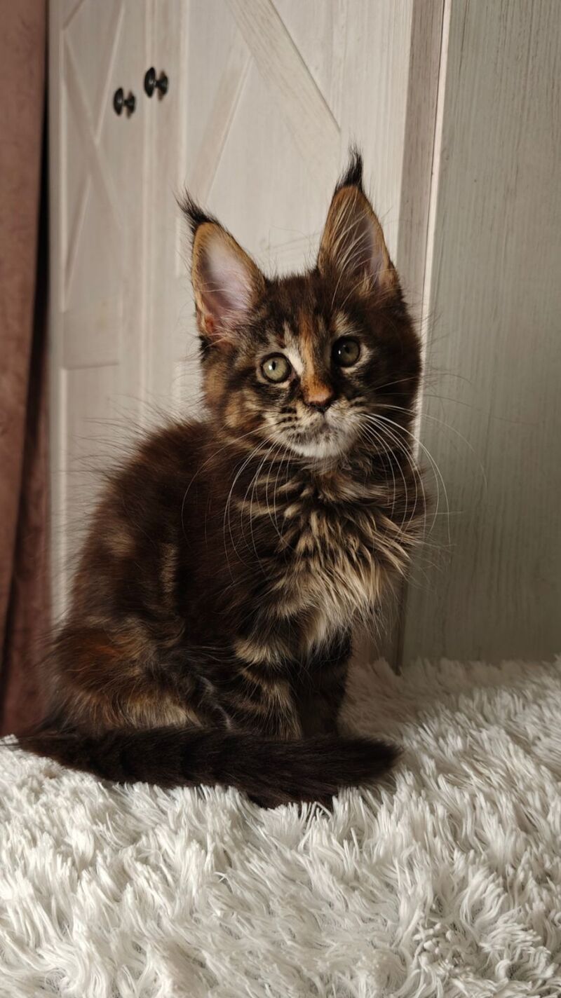 Quasar Maine Coon female black tortie tabby live animals