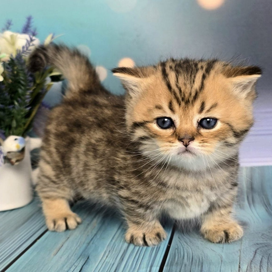 Sherry Munchkin male, black golden spotted tabby