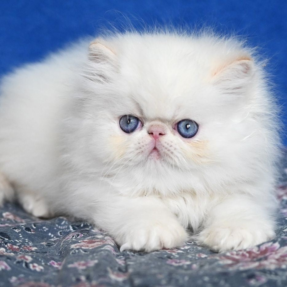 Azur Persian male, cream tabby pointed