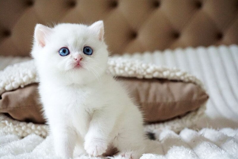 Indigo British Shorthair male, black golden shaded van