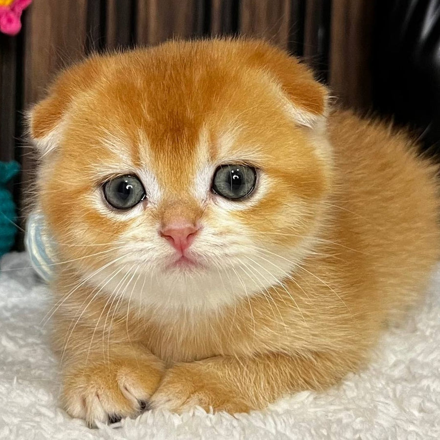 Nefertiti Scottish Fold female, black golden chinchilla