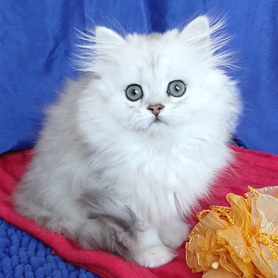 Byanka British Longhair female, black silver shaded