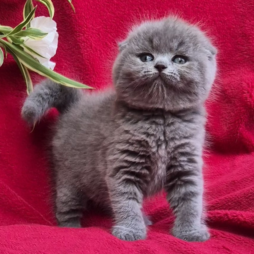Lexi Scottish Fold female, blue