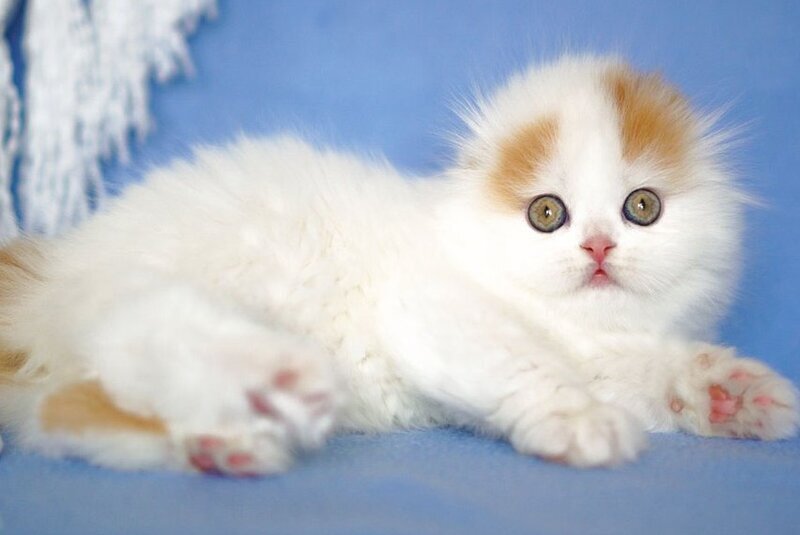 Pumpkin Scottish Fold female red tabby van - live animals