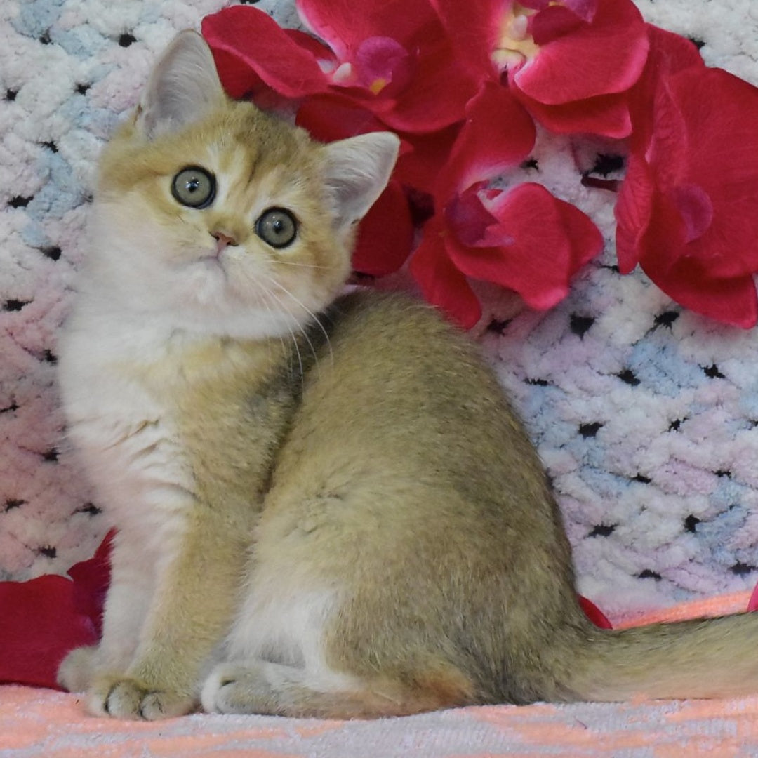 Halsey British Shorthair female, black golden shaded
