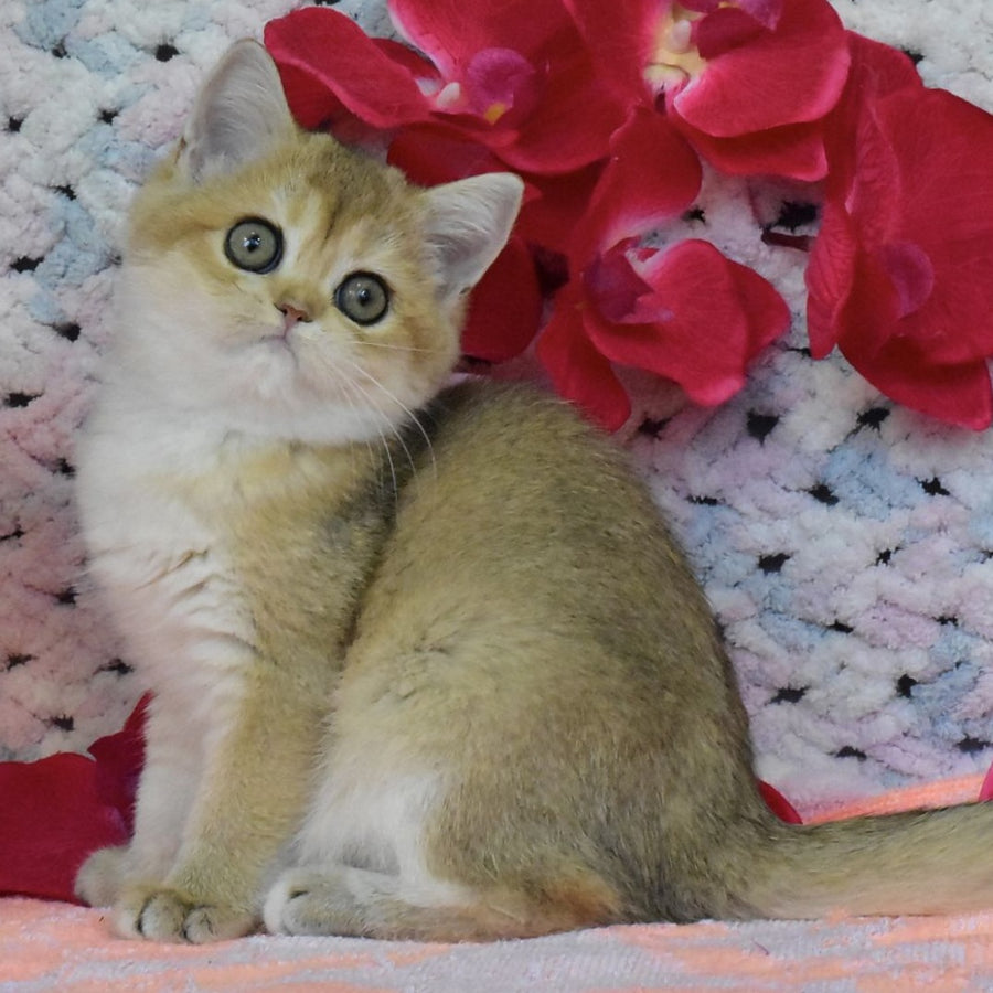 Halsey British Shorthair female, black golden shaded
