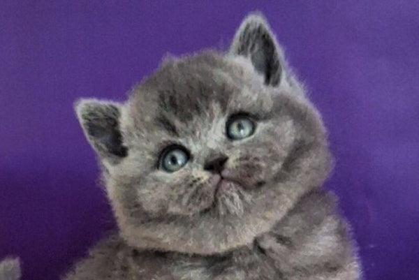 Jeremina British Shorthair female blue - live animals