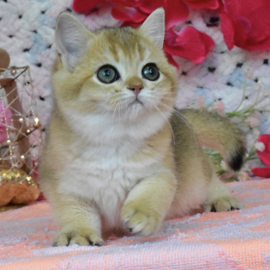 Honey British Shorthair female, black golden shaded