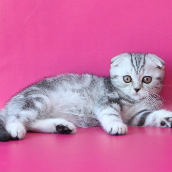 Santa Scottish Fold female, black silver tabby