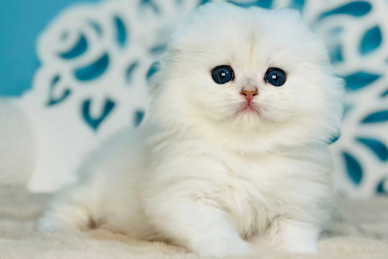Winssent Scottish Fold male black silver chinchilla - live animals