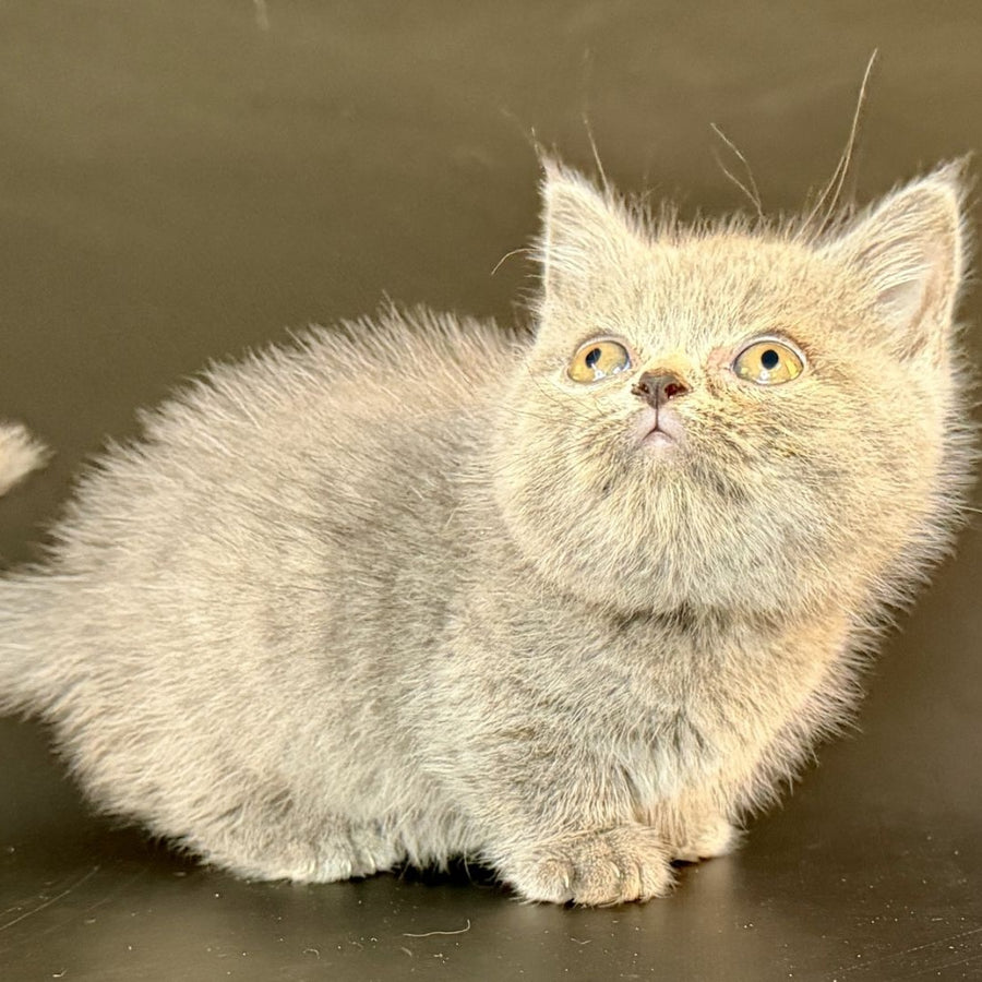Alfie Munchkin male, blue