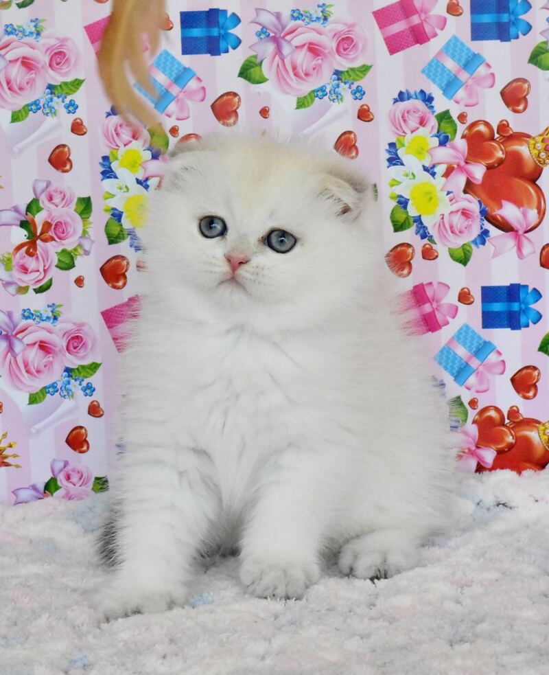 Umka Scottish Fold male, blue golden shaded