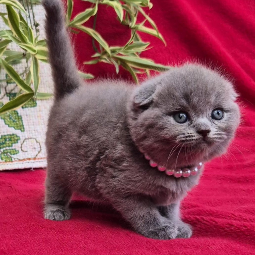 Lucas Scottish Fold male, blue