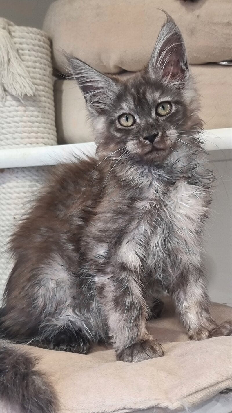 Cassia Maine Coon female black silver - live animals