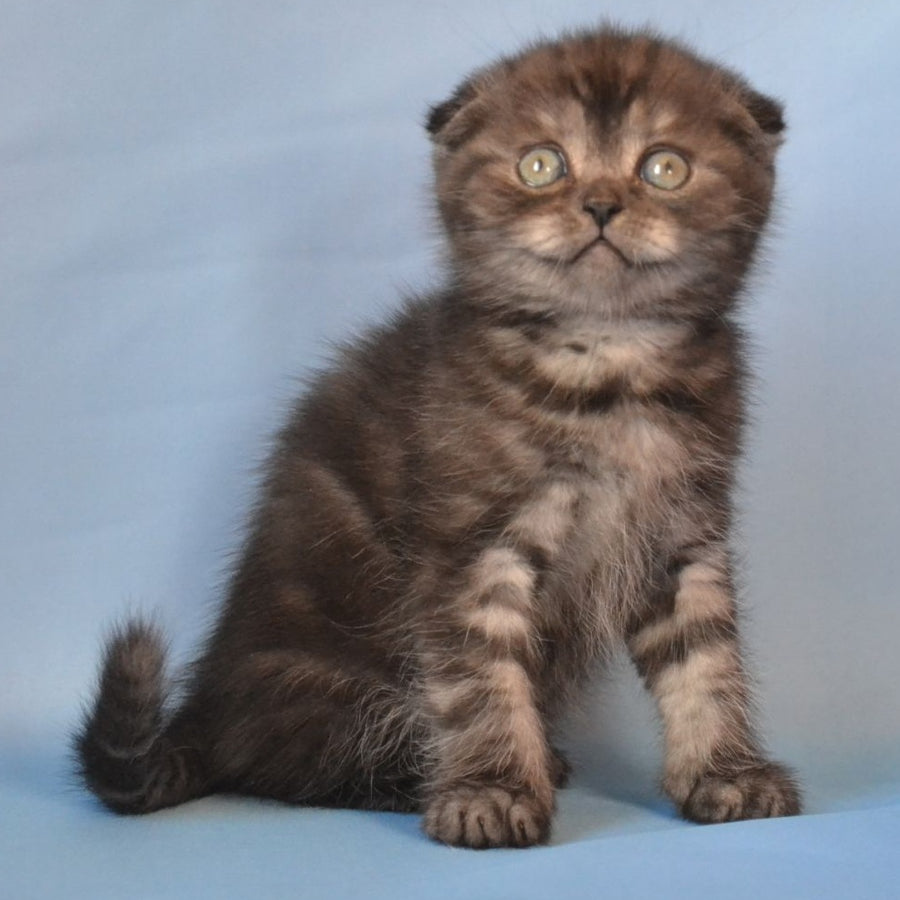 Romeo Scottish Fold male, black silver tabby