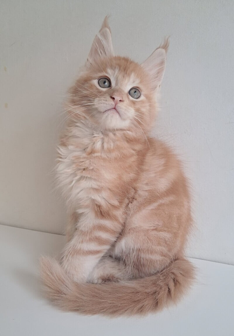 Charlie Maine Coon male, red silver tabby