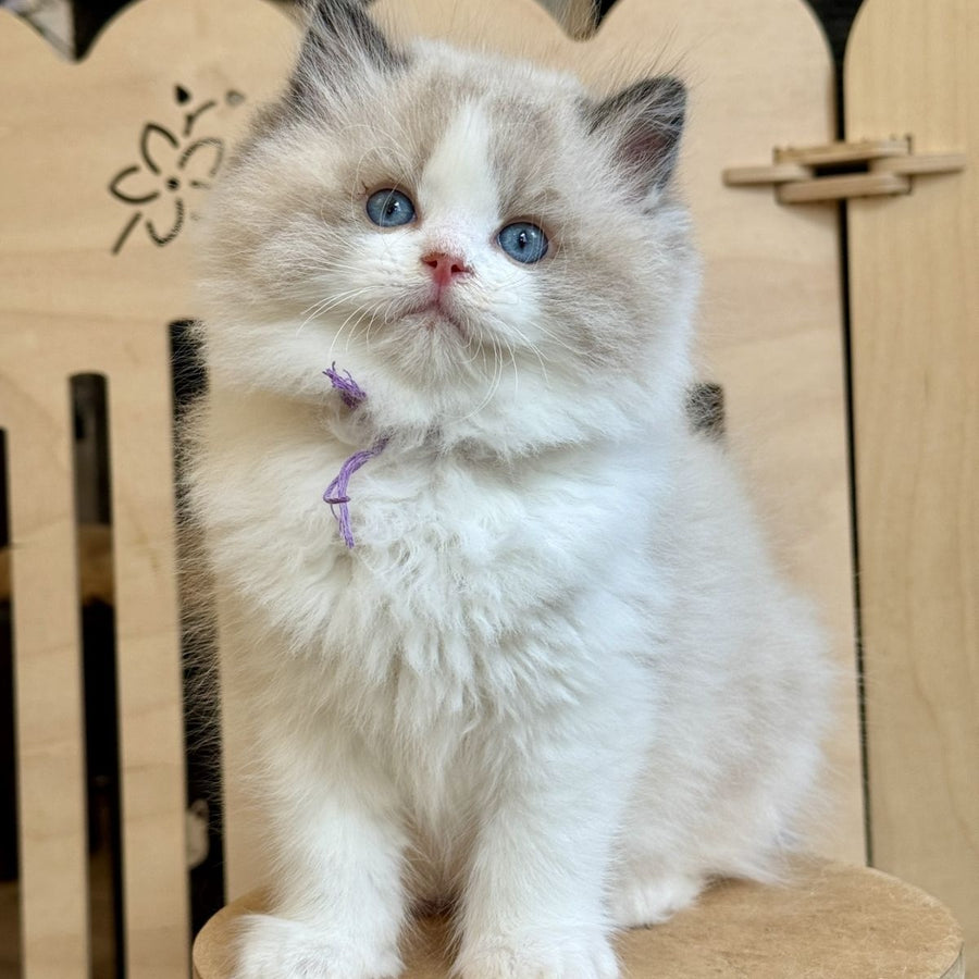Moon Ragdoll male, black bicolour